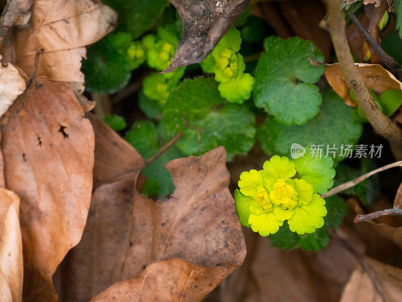 花Chrysosplenium alternifolium。Alternate-leaved golden-saxifrage